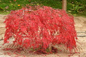 A Japanese acer with its distinctive red leaves Smooth Japanese-maple,Japanese maple,plantae,Sapindales,Sapindaceae,Acer,Acer palmatum,acer tree,tree,trees,red,leaves,leaf,Plants