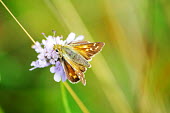 Silver-spotted skipper on a flower butterfly,butterflies,insect,insects,invertebrate,invertebrates,antenna,antennae,macro,close up,shallow focus,flower,pretty,Silver-spotted skipper,Hesperia comma,Insects,Silver spotted skipper,Arthrop