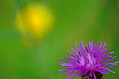 Close up of a knapweed, relative of the thistle plant,plants,flower,flowers,shallow focus,close up,macro,purple,green background,petals,stamen,knap weed,knapweed,Plantae,Asterales,Asteraceae,Cynareae,Plants