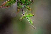 Close up of a bramble leaf plant,plants,flora,vegetation,foliage,greenery,leaf,leaves,bramble,macro,close up,shallow focus,Plants