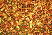Leaf litter on the ground signalling a change of season leaves,leaf,autumn,golden,brown,orange,shed,shedding,ground,leaf litter,fall,seasons,seasonal,deciduous,Plants