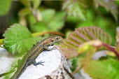 A common or viviparous lizard resting on a tree stump lizard,lizards,reptile,reptiles,scales,scaly,reptilia,lizards and snakes,terrestrial,cold blooded,common lizard,macro,close up,shallow focus,leaf,foliage,tree stump,Viviparous lizard,Zootoca vivipara,