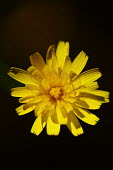 Close up of a yellow flower head plant,plants,flower,flowers,yellow,colour,colourful,macro,close up,petal,petals,Plants