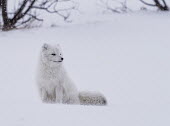 An Arctic fox in its white winter fur coat sitting in the snow mammal,mammals,vertebrate,vertebrates,terrestrial,fur,furry,canidae,predator,scavenger,hunter,fox,foxes,Arctic foxes,winter,snow,snowy,cold,freezing,adaptation,pelt,coat,cute,fluffy,white,camouflage,p