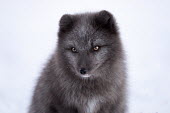 Portrait of an Arctic fox mammal,mammals,vertebrate,vertebrates,terrestrial,fur,furry,canidae,predator,scavenger,hunter,fox,foxes,Arctic foxes,winter,snow,snowy,cold,freezing,adaptation,pelt,coat,cute,fluffy,face,portrait,eyes