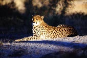 A cheetah laying in partial shade cheetah,cheetahs,cat,cats,feline,felidae,predator,carnivore,big cat,big cats,vertebrate,mammal,mammals,terrestrial,Africa,African,savanna,savannah,safari,spots,spotted,spotty,pattern,patterned,relaxed