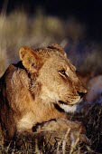 Portrait of a lioness cat,cats,feline,felidae,predator,carnivore,big cat,big cats,lions,apex,vertebrate,mammal,mammals,terrestrial,Africa,African,savanna,savannah,safari,face,portrait,lioness,female,Lion,Panthera leo,Afric