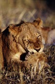 Lioness cleaning her paws cat,cats,feline,felidae,predator,carnivore,big cat,big cats,lions,apex,vertebrate,mammal,mammals,terrestrial,Africa,African,savanna,savannah,safari,cleaning,paws,paw,lioness,female,Lion,Panthera leo,A