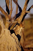 A cheetah finding shade behind a termite hill cheetah,cheetahs,cat,cats,feline,felidae,predator,carnivore,big cat,big cats,vertebrate,mammal,mammals,terrestrial,Africa,African,savanna,savannah,safari,spots,spotted,spotty,pattern,patterned,Acinony