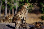 Cheetah family resting in the sun cheetah,cheetahs,cat,cats,feline,felidae,predator,carnivore,big cat,big cats,vertebrate,mammal,mammals,terrestrial,Africa,African,savanna,savannah,safari,spots,spotted,spotty,pattern,patterned,family,