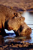 A hippopotamus out of water, taking a drink hippo,hippos,herbivores,herbivore,vertebrate,mammal,mammals,terrestrial,Africa,African,savanna,savannah,safari,semi-aquatic,amphibious mammal,amphibious,drinking,waterhole,rough,thirsty,drink,thirst,H