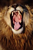 Portrait of a male lion yawning cat,cats,feline,felidae,predator,carnivore,big cat,big cats,lions,apex,vertebrate,mammal,mammals,terrestrial,Africa,African,savanna,savannah,safari,face,portrait,mane,male,jaw,mouth,teeth,tongue,roar,