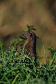 A common dwarf mongoose standing lookout over its territory mongoose,dwarf mongoose,common mongoose,grass,vegetation,lookout,sentry,shallow focus,carnivore,Serengeti,Common dwarf mongoose,Helogale parvula,Chordates,Chordata,Herpestidae,Mongooses, Meerkat,Carni