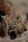 A male lion with a blood soaked jaw from eating a kill cat,cats,feline,felidae,predator,carnivore,big cat,big cats,lions,apex,vertebrate,mammal,mammals,terrestrial,Africa,African,savanna,savannah,safari,mane,male,face,teeth,jaw,mouth,snout,blood,kill,hunt