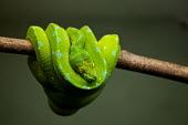 An emerald tree boa draped over a branch snake,snakes,reptile,reptiles,scales,scaly,reptilia,terrestrial,cold blooded,pigment,green,blue,colour,colourful,eyes,hanging,coiled,coil,branch,arboreal,jungle,tropical,Emerald tree boa,tree boa,boa,