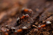 A close up of an ant Mikhail Vasilyev ant,ants,insect,insects,invertebrate,invertebrates,Animalia,Arthropoda,Insecta,Hymenoptera,Formicidae,mandible,mandibles,jaw,jaws,shallow focus,macro,close up,undergrowth