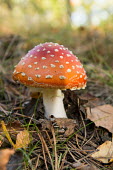 Fly agaric growing among grass and leaf litter fungus,fungi,funguses,eukaryotic,mushrooms,mushroom,woodland,woods,forest,fly agaric,close up,undergrowth,autumn,autumnal,Fly agaric,Amanita muscaria,Basidiomycota,Agaricus,Common,Amanitaceae,Saprophy