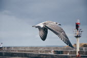 A juvenile herring gull in its first winter phase bird,birds,seabird,sea bird,seabirds,sea birds,aquatic,aquatic birds,coast,coastal,coastline,gull,seagull,sea gull,herring gull,juvenile,winter,phase,grey,harbour,flying,in-flight,flight,wings,shallow