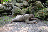 Brown-throated three-toed sloth mother and baby on the ground jungle,jungles,forest,forests,rainforest,fur,hair,mammal,mammals,vertebrate,vertebrates,arboreal,sloth,sloths,toes,claws,climbing,South America,Central America,symbiosis,algae,herbivore,baby,young,juv
