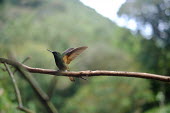 A hummingbird about to take off from its perch Animalia,Chordata,Aves,Caprimulgiformes,Trochilidae,hummingbird,hummingbirds,tropical,bird,birds,wings,shallow focus,green background,perched,perch,perching,wingbeat