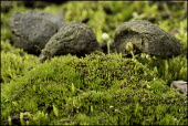 Cornish path moss Bryophytes,bryophyte,moss,mosses,United Kingdom,UK,British,British species,Critically Endangered,plants,endangered plants,endangered plant,Back from the Brink,Cornish path moss,Ditrichum cornubicum,Mo