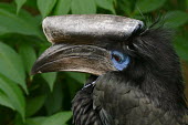 Black-casqued hornbill close-up bird,birds,birdlife,head,face,close-up,hornbills,hornbill,bill,bills,Black-casqued hornbill,Ceratogymna atrata