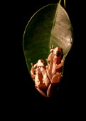 Brown banana frog sat on leaf, studio setting Brown Banana Frog,Cameroon Banana Frog,Striped Spiny Reed Frog,frogs,frog,anurans,anuran,Hyperoliidae,Anura,Amphibia,Amphibians,amphibian,Afrixalus dorsalis