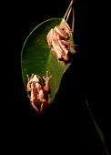 Brown banana frogs sat on leaf Brown Banana Frog,Cameroon Banana Frog,Striped Spiny Reed Frog,frogs,frog,anurans,anuran,Hyperoliidae,Anura,Amphibia,Amphibians,amphibian,Afrixalus dorsalis