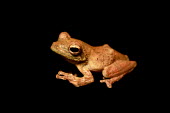 African foam-nest treefrog African Foam-nest Treefrog,Western Foam-nest Tree Frog,treefrogs,treefrog,tree frogs,tree frog,frogs,frog,anurans,anuran,Hyperoliidae,Anura,Amphibia,Amphibians,amphibian,studio,black background,Rhacop