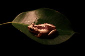 Brown banana frog sat on leaf Brown Banana Frog,Cameroon Banana Frog,Striped Spiny Reed Frog,frogs,frog,anurans,anuran,Hyperoliidae,Anura,Amphibia,Amphibians,amphibian,Afrixalus dorsalis