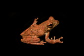 African foam-nest treefrog, studio setting African Foam-nest Treefrog,Western Foam-nest Tree Frog,treefrogs,treefrog,tree frogs,tree frog,frogs,frog,anurans,anuran,Hyperoliidae,Anura,Amphibia,Amphibians,amphibian,studio,black background,Rhacop