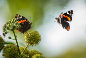 Two red admiral butterflies butterfly,butterflies,insect,insects,invertebrate,invertebrates,antenna,antennae,pair,proboscis,flight,in-flight,flying,wings,wingbeat,flutter,shallow focus,action,motion,admiral,spring,pretty,close u