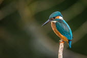 A kingfisher watching the water below kingfisher,bird,birds,fisherman,close up,shallow focus,blue,colourful,plumage,colour,bill,hunting,watching,negative space,perch,perched,perching,color,colorful,Alcedo atthis,Kingfisher,Aves,Birds,Chor