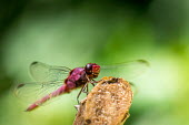 Portrait of a damselfly damselfly,damselflies,insect,insects,invertebrate,invertebrates,Animalia,Arthropoda,Insecta,Odonata,portrait,close up,macro,shallow focus,green background,eyes,colour,colourful,color,colorful,pink