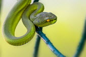 Naga-hill pit viper in tree snake,snakes,reptile,reptiles,vipers,viper,green,green snake,green snakes,Viperidae,Squamata,Reptilia,Naga-hill pit viper,Cryptelytrops erythrurus
