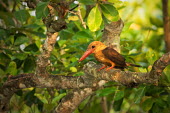 Brown-winged kingfisher perching in tree Kingfishers,kingfisher,bird,birds,birdlife,perched,perching,Brown-winged kingfisher,Pelargopsis amauroptera,Alcedinidae,Chordates,Chordata,Coraciiformes,Rollers Kingfishers and Allies,Aves,Birds,Halcy