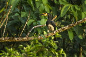 African pied hornbill perched in tree African pied hornbill,hornbill,hornbills,bird,birds,tropical bird,tropical birds,perch,perching,perched,green background,foliage,jungle,tropical forest,looking at camera,bill,West African pied hornbil