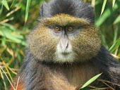 Portrait of a blue monkey sat in vegetation monkey,monkeys,blue monkeys,face,portrait,eyes,fur,furry,cute,close up,Blue monkey,Cercopithecus mitis,Primates,Mammalia,Mammals,Old World Monkeys,Cercopithecidae,Chordates,Chordata,Sykes' monkey,gold