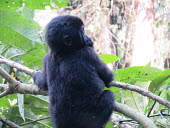A baby mountain gorilla sitting in a tree Gorilla beringei beringei,mountain gorilla,baby,gorilla,gorillas,ape,great ape,apes,great apes,Africa,forest,forests,rainforest,hominidae,hominids,hominid,primate,primates,babies,young,juvenile,child,