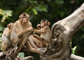 A troop of Sunda pig-tailed macaques sat in a tree monkey,monkeys,primate,primates,arboreal,mammal,mammals,vertebrate,vertebrates,macaque,macaques,tropical,troop,family,looking at camera,Sunda pig-tailed macaque,Macaca nemestrina,Mammalia,Mammals,Chor