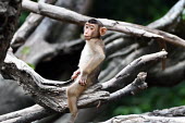 Baby Sunda pig-tailed macaque sat in a tree, rodeo style monkey,monkeys,primate,primates,arboreal,mammal,mammals,vertebrate,vertebrates,macaque,macaques,tropical,baby,young,juvenile,cute,Sunda pig-tailed macaque,Macaca nemestrina,Mammalia,Mammals,Chordates,