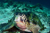 Close up of a green turtle off the coast of Borneo turtle,turtles,shell,cold blooded,reptile,reptiles,marine,marine life,sea,sea life,ocean,oceans,water,underwater,aquatic,sea creature,beak,face,reef,coral reef,sea floor,close up,Green turtle,Chelonia