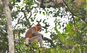 An adult male proboscis monkey sitting in the canopy of tropical forest proboscis,monkey,monkeys,primate,primates,arboreal,mammal,mammals,vertebrate,vertebrates,nose,big nose,face,male,canopy,forest,tropical forest,jungle,jungles,grumpy,sad,Proboscis monkey,Nasalis larvat