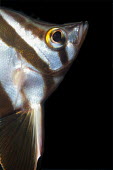 Old wife, named by fisherman due to chattering sound made fish,vertebrates,water,underwater,aquatic,marine,marine life,sea,sea life,ocean,oceans,sea creature,portrait,face,eye,black background,old wife,zebrafish,moonlighter,bastard dory,Australia,native,Old