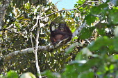 A young Bornean orangutan sitting in the canopy of tropical forest orangutan,ape,great ape,apes,great apes,primate,primates,jungle,jungles,forest,forests,rainforest,hominidae,hominids,hominid,Asia,fur,hair,orange,ginger,mammal,mammals,vertebrate,vertebrates,arboreal,