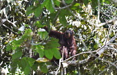 An adult Bornean orangutan sitting in the canopy of tropical forest orangutan,ape,great ape,apes,great apes,primate,primates,jungle,jungles,forest,forests,rainforest,hominidae,hominids,hominid,Asia,fur,hair,orange,ginger,mammal,mammals,vertebrate,vertebrates,arboreal,