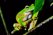 A brightly coloured flying frog  perched on a branch Abah River flying frog,Wallace's flying frog,Animalia,Chordata,Amphibia,Anura,Rhacophoridae,Rhacophorus nigropalmatus,flying frog,colourful,black background,amphibian,amphibians,amphibious,permeable,p