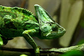 Veiled Chameleon climbing along a branch chameleon,chameleons,pattern,crypsis,skin,pigment,pigmentation,colourful,scales,scaly,reptile,reptiles,tropical,head,crown,big head,green,bright green,eyes,eye,camouflage,camouflaged,shallow focus,vei