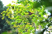 An adult Bornean orangutan sitting in a mango tree orangutan,ape,great ape,apes,great apes,primate,primates,jungle,jungles,forest,forests,rainforest,hominidae,hominids,hominid,Asia,fur,hair,orange,ginger,mammal,mammals,vertebrate,vertebrates,arboreal,