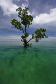 A lone mangrove tree in shallow water shallows,water,sea life,pasture,food,ecosystem,environment,habitat,nursery,tropical,coastal,coast,plant,plants,plantlife,plantae,flora,marine,photosynthetic,photosynthesis,mangrove,mangroves,mangrove